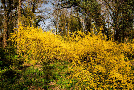 在森林里开出美丽的黄灌木花