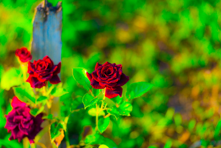 绽放美丽的鲜花，红玫瑰