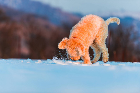 在雪地里奔跑嬉戏的宠物图片