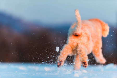 在雪地里奔跑嬉戏的宠物图片