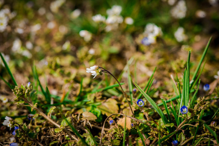 盛开着美丽的春花，在地面上生长