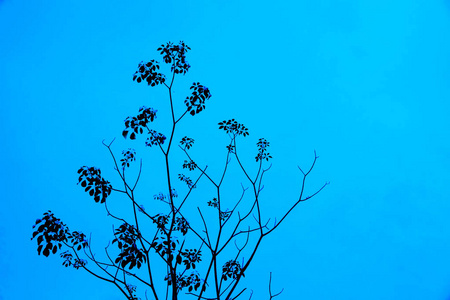 枝叶蓝天图片