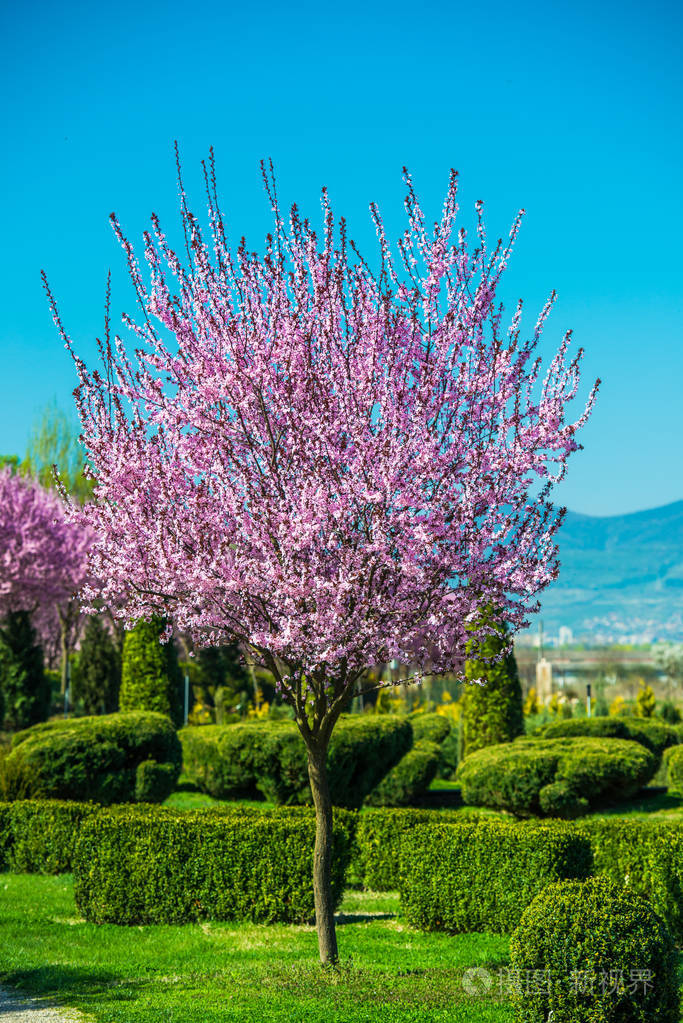 美丽的樱花日本树和花园里的灌木丛