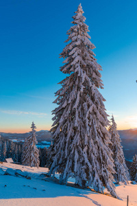风景优美的山和日落的天空雪覆盖了冬季的冷杉树