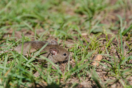 野生老鼠。 老鼠跑在草地上。 灰色老鼠。 哺乳动物。