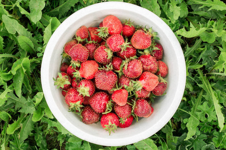 新鲜草莓碗在花园户外夏季选择焦点。 上面的风景。 复制绿色草地
