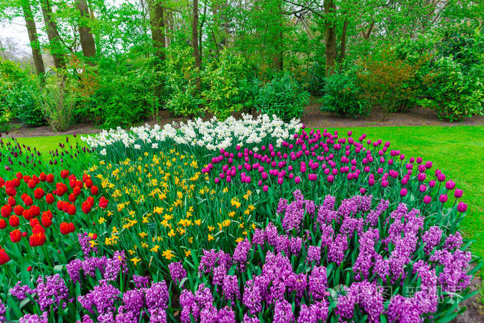 田野草地上生长着五颜六色的郁金香花