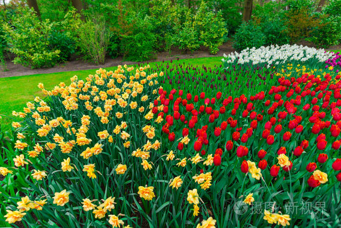 田野草地上生长着五颜六色的郁金香花
