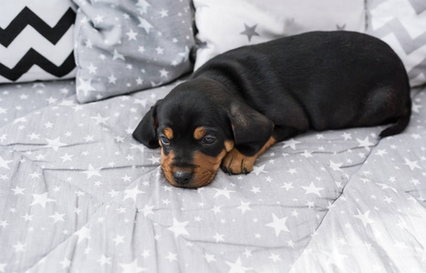 达赫尚德可爱的小狗躺在人类的床上。 特写肖像