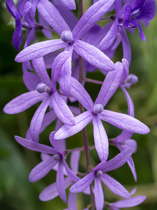 关闭紫色花环砂纸葡萄花背景。 伏罗比利斯山
