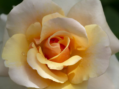 合上柔软的橙色玫瑰花。
