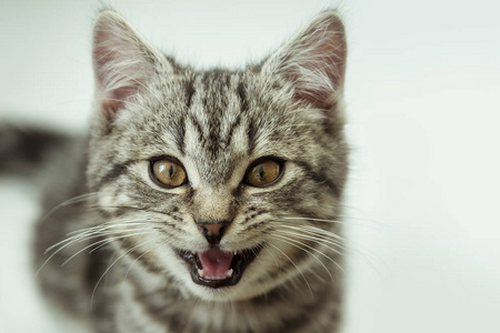 美丽迷人的亚洲女人在美丽的脸上像猫的胡须一样涂抹洗面奶日霜或晚霜