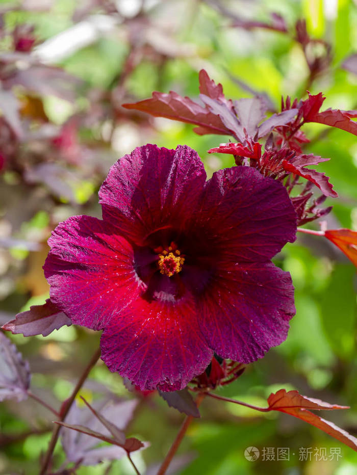 关闭蔓越莓芙蓉或非洲玫瑰花 木槿草 照片 正版商用图片15selg 摄图新视界 关闭蔓越莓芙蓉或非洲玫瑰花 木槿草 照片 正版商用图片15selg 摄图新视界