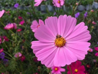 蜜蜂宇宙花在花园里盛开