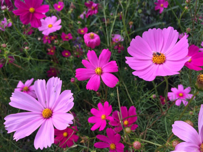 蜜蜂宇宙花在花园里盛开