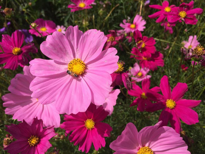 蜜蜂宇宙花在花园里盛开