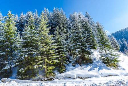 白雪覆盖的针叶树森林晴天在山上