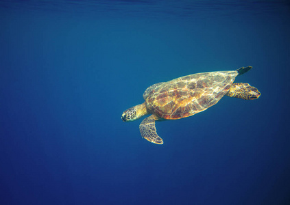 海洋水域中的海龟。 珊瑚礁动物水下照片。 海洋乌龟海底。 绿色海龟在自然环境中。 水下海洋动物。 热带海滨。 海洋动物肖像