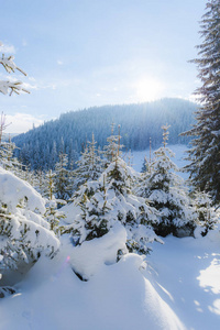 白雪覆盖的针叶树森林晴天在山上