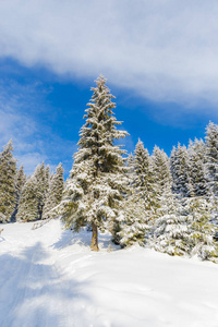 雪覆盖了木材中的针叶树