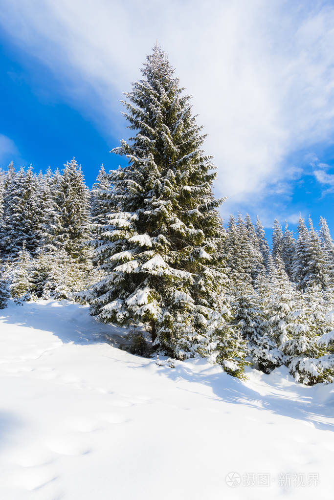 雪覆盖了木材中的针叶树照片 正版商用图片15sf3s 摄图新视界 雪覆盖了木材中的针叶树照片 正版商用图片15sf3s 摄图新视界