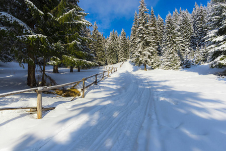 白雪覆盖的森林里的道路