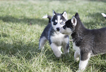 可爱的西伯利亚哈士奇小狗在草地上
