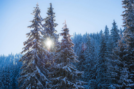 雪覆盖了木材中的针叶树