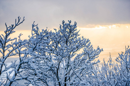 白雪覆盖的树枝在夕阳的天空中