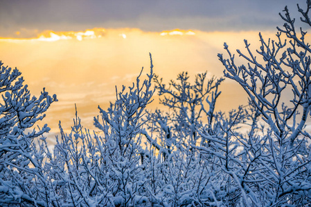 白雪覆盖的树枝在夕阳的天空中