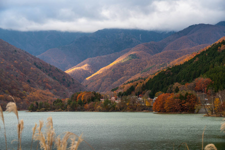 日本大林草坝秋树水库景观优美图片