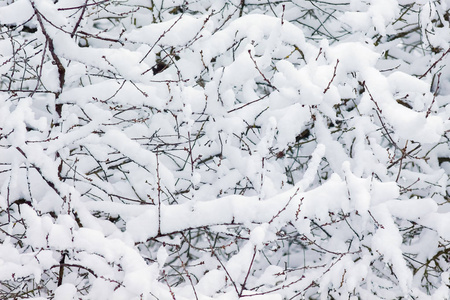 在厚厚的雪盖下，树枝上的纹理