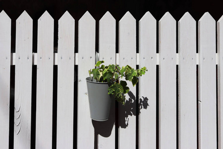 一种绿色的攀援植物挂在一个白色的木栅栏上。 精致的黑色背景上的构图。 街道外部的风景。 艺术设计的主题。
