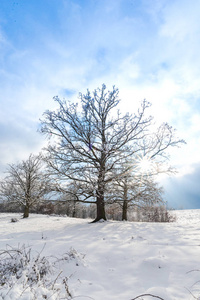 雪覆盖着乡村的风景，树木和蓝天