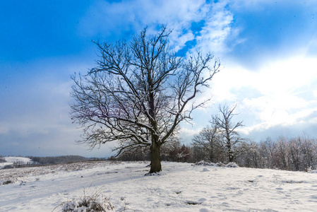 白雪覆盖的乡村景观有树木，蓝天有云