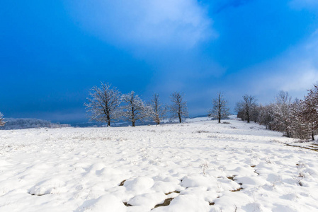 白雪覆盖的乡村景观，有树木，白天有蓝天