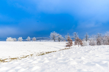 白雪覆盖的乡村景观，有树木，白天有蓝天