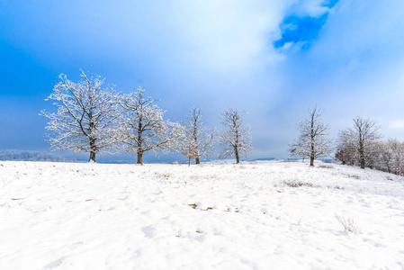 白雪覆盖了乡间田野，有树木和蓝天
