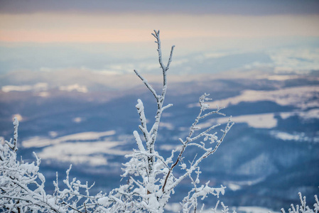 冰冻的雪覆盖着树枝