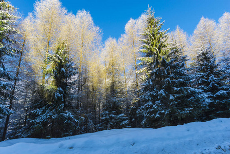 晴天，白雪覆盖的山林