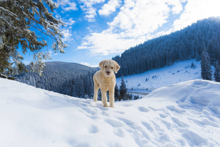 白雪覆盖的山林景观中的快门狮子狗狗