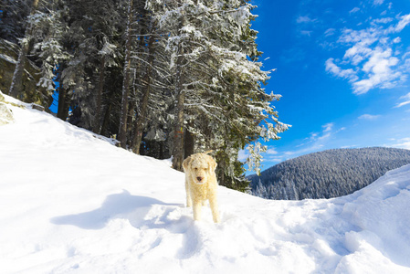 白雪覆盖的山林景观中的快门狮子狗狗