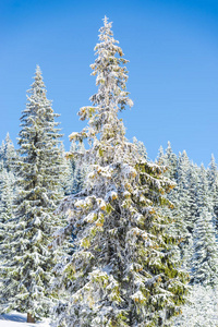 冬季白雪覆盖针叶树和天空
