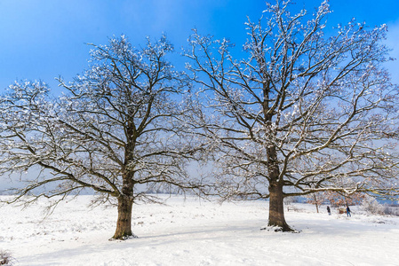 白雪覆盖的乡村景观有树木，蓝天有云