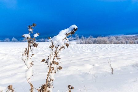 白雪覆盖了乡村风景，前景是树木和蓝天植物