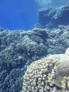 热带海底五颜六色的珊瑚礁，巨大的硬珊瑚水下景观