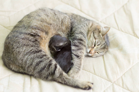 猫和她的小猫一起睡觉，躺在阳光下拥抱