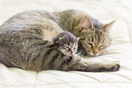 阳光下的猫图片