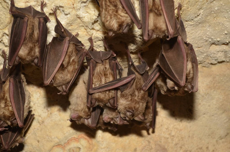 地中海马蹄蝙蝠。 我在亚美尼亚的一个洞穴里给这只蝙蝠拍照。