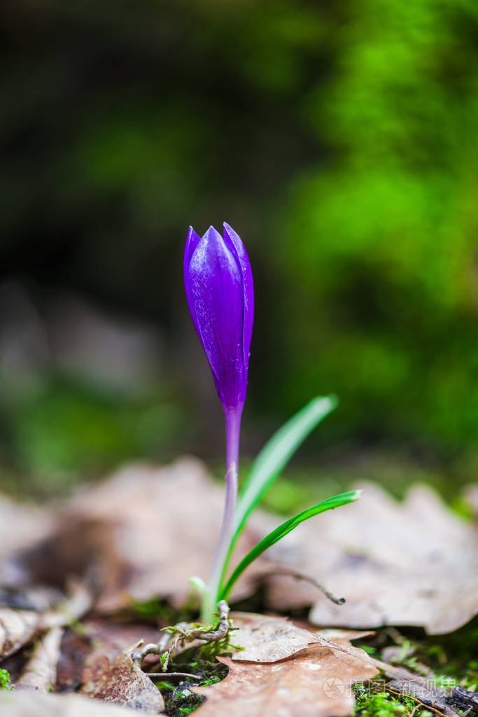 生长的紫红花，有叶子的林地